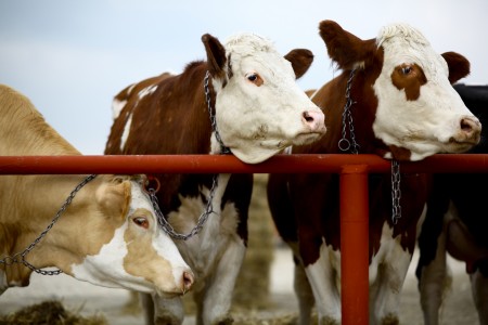 Color picture of cows in a barn